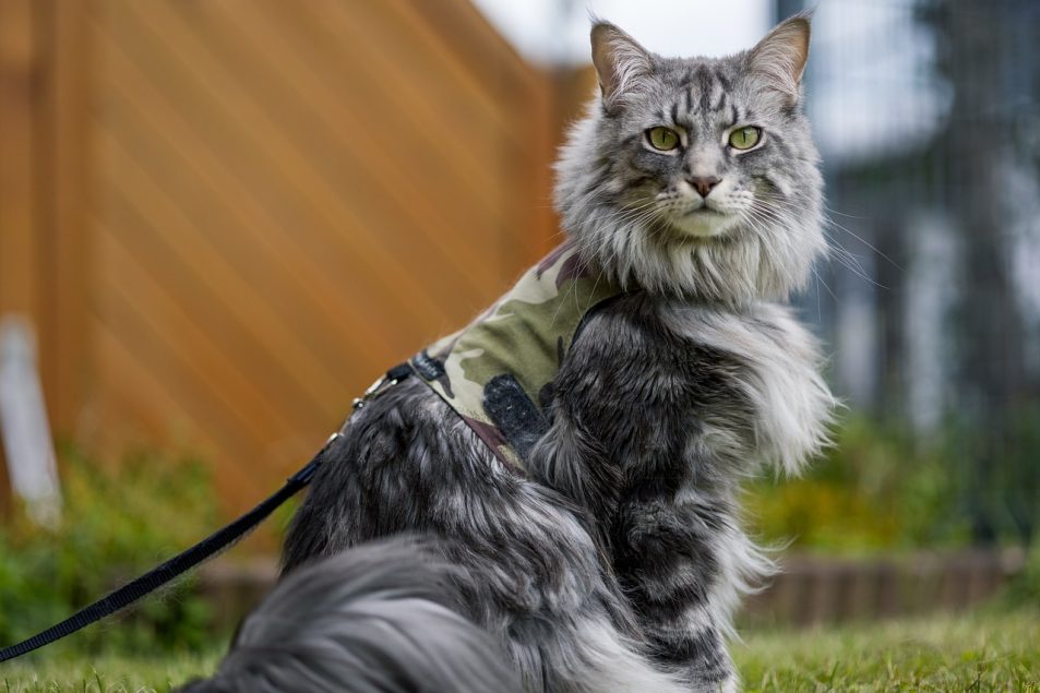 maine-coon-7222631_1280